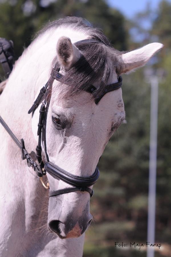 Seier og NM-kvalifisering til Christiane på Epona