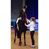 Horse cup 2016