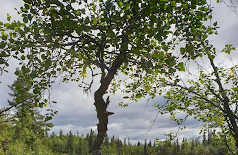 O-løp onsdag 30/8 kl. 18:00 - Nybegynner løype - og ca. 2,5 km og ca. 4 km løyper