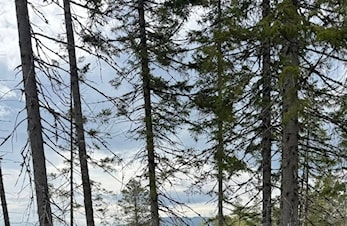 Stjørdalskarusell nr. 5 i Meråker - 27.5.25
