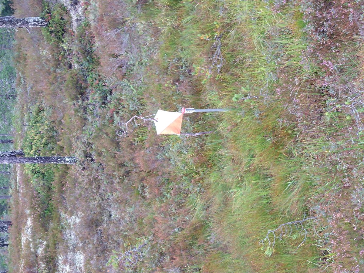 Nær o-løp nr. 8 på Ullsheim