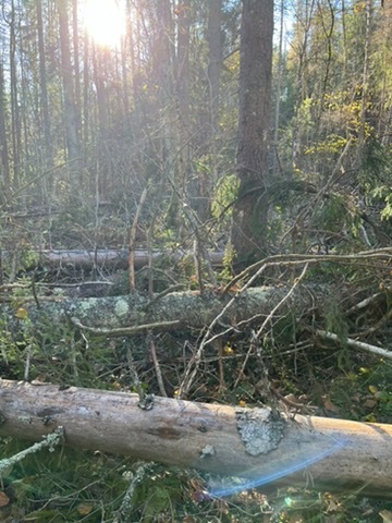 Vindfall i Hovåsenrunden (Tjenna)