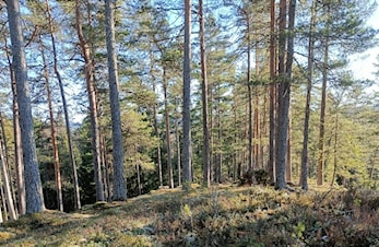Tjuvstart på Postfinner