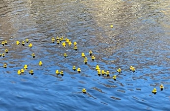 Vinnere av Lucky Duck 2024!
