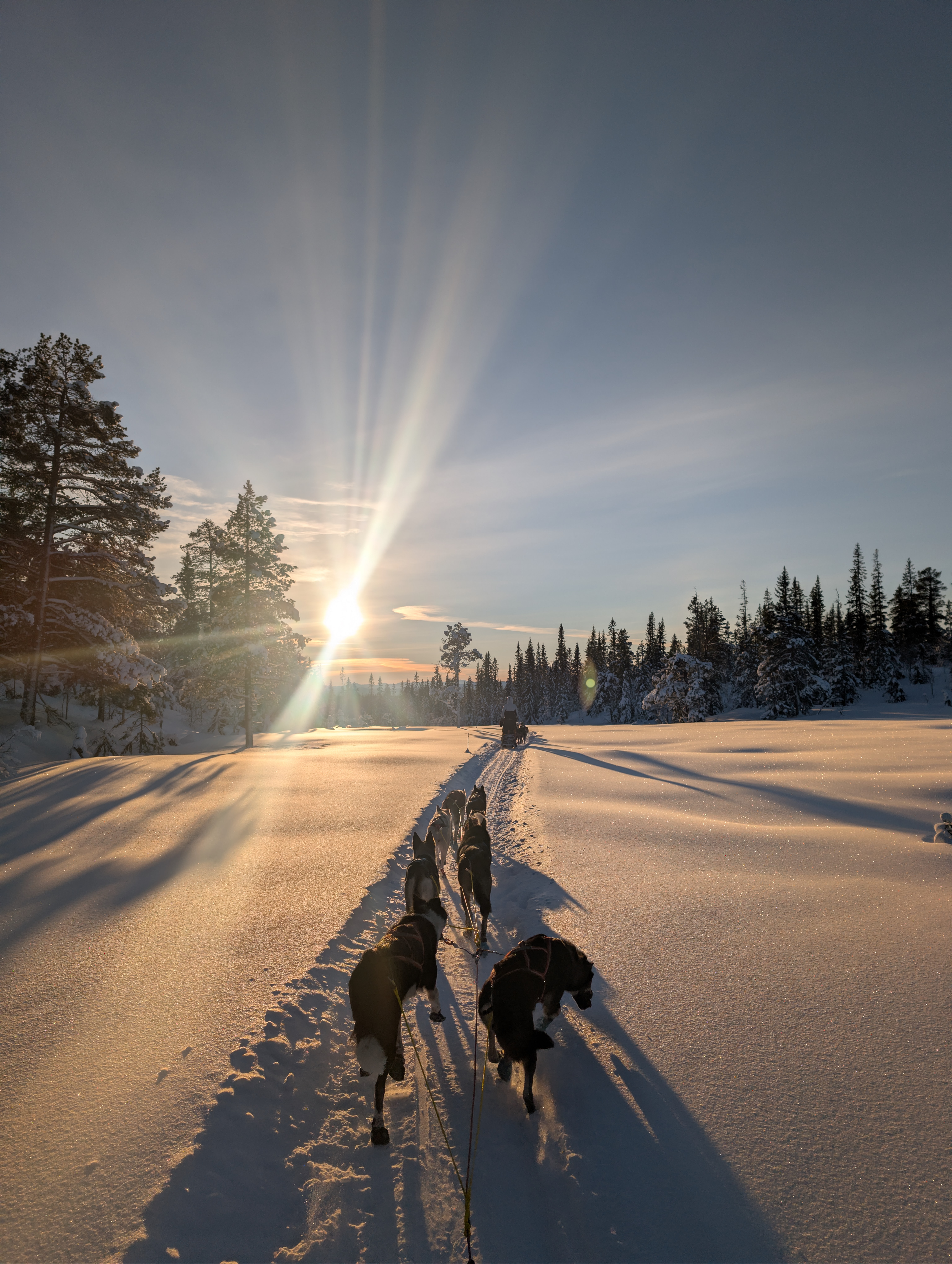 ❄️🐾 Strålende forhold i løypene! 🐾❄️