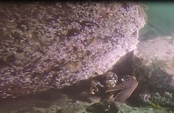 Søndagsdykk 10. desember