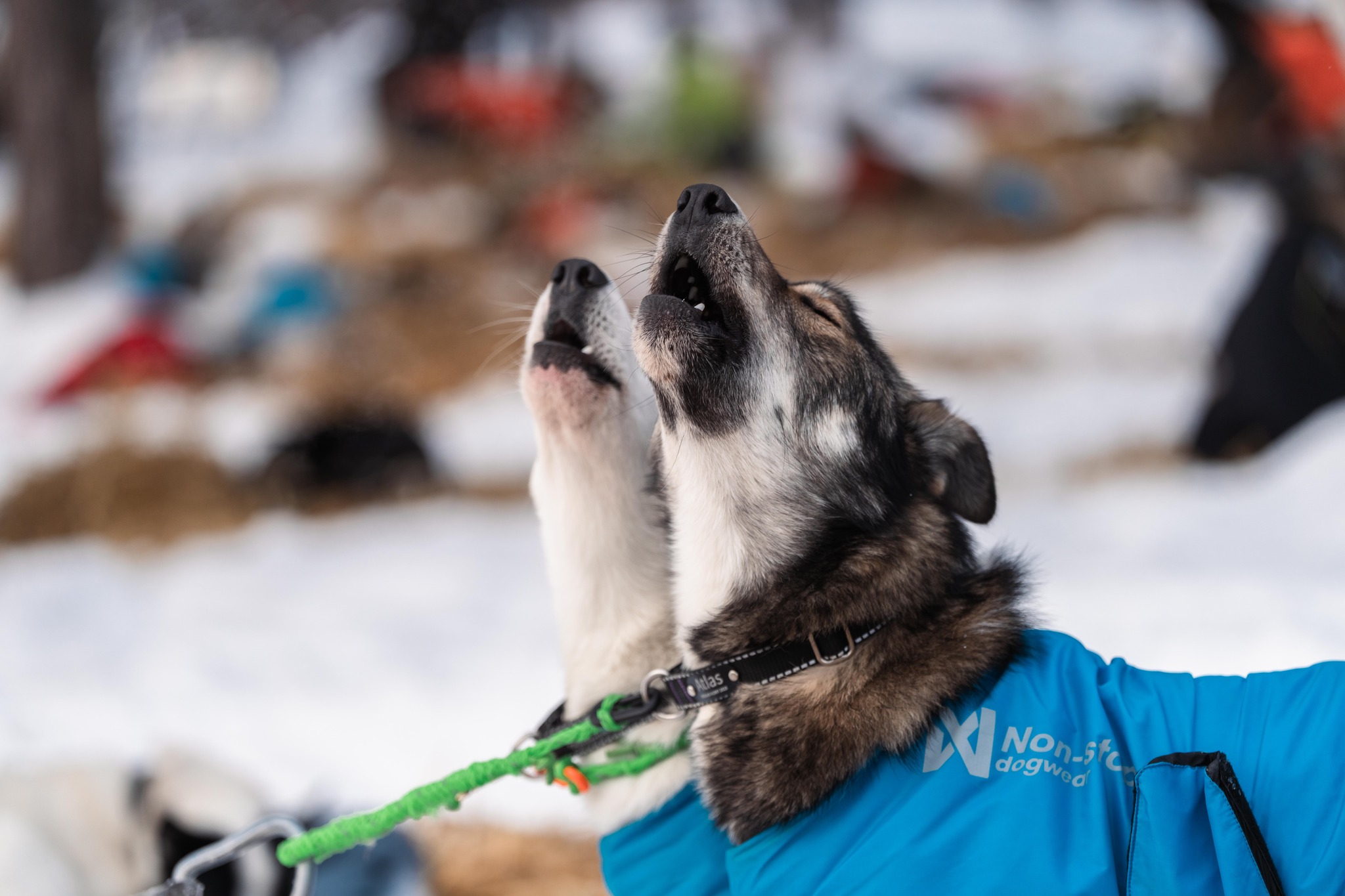 Innkalling til årsmøte, løpsresultater og Villroa Race 