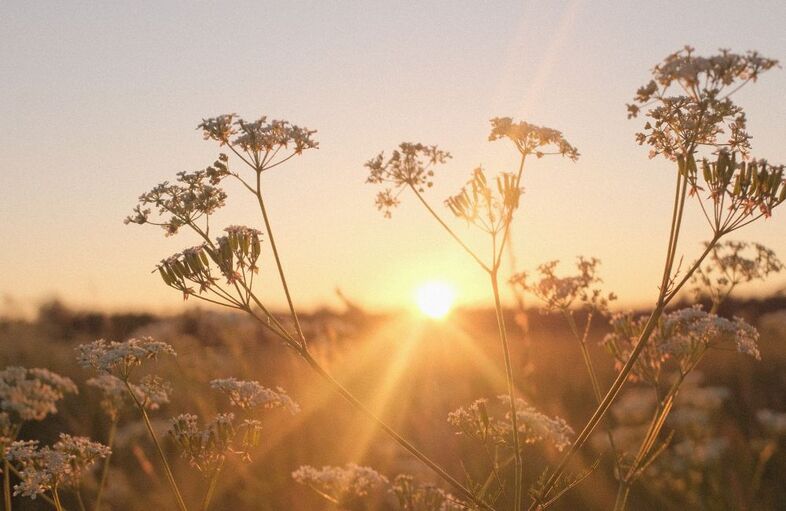 Image for Hälsobrev / Health newsletter #7 2025