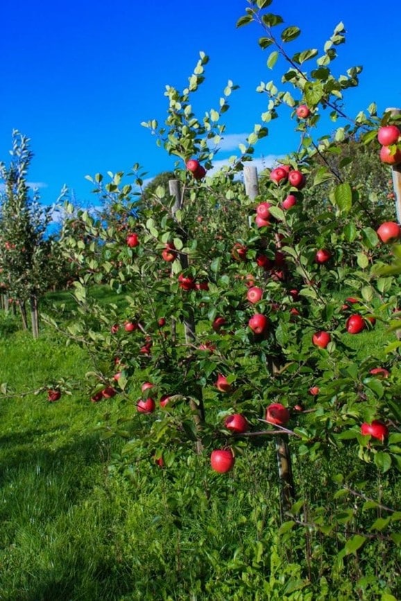 Planting av epletre