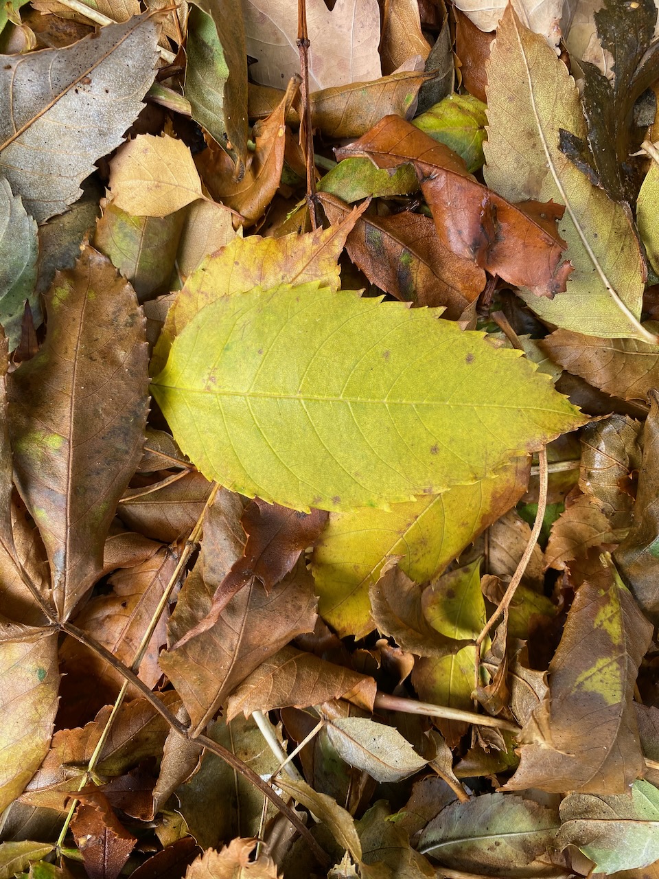 Høstdugnad lørdag 11. oktober kl. 11