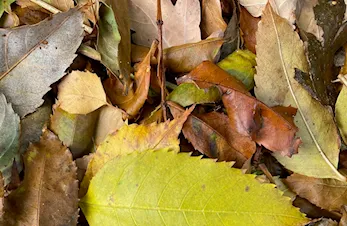 Høstdugnad lørdag 24. oktober kl. 11