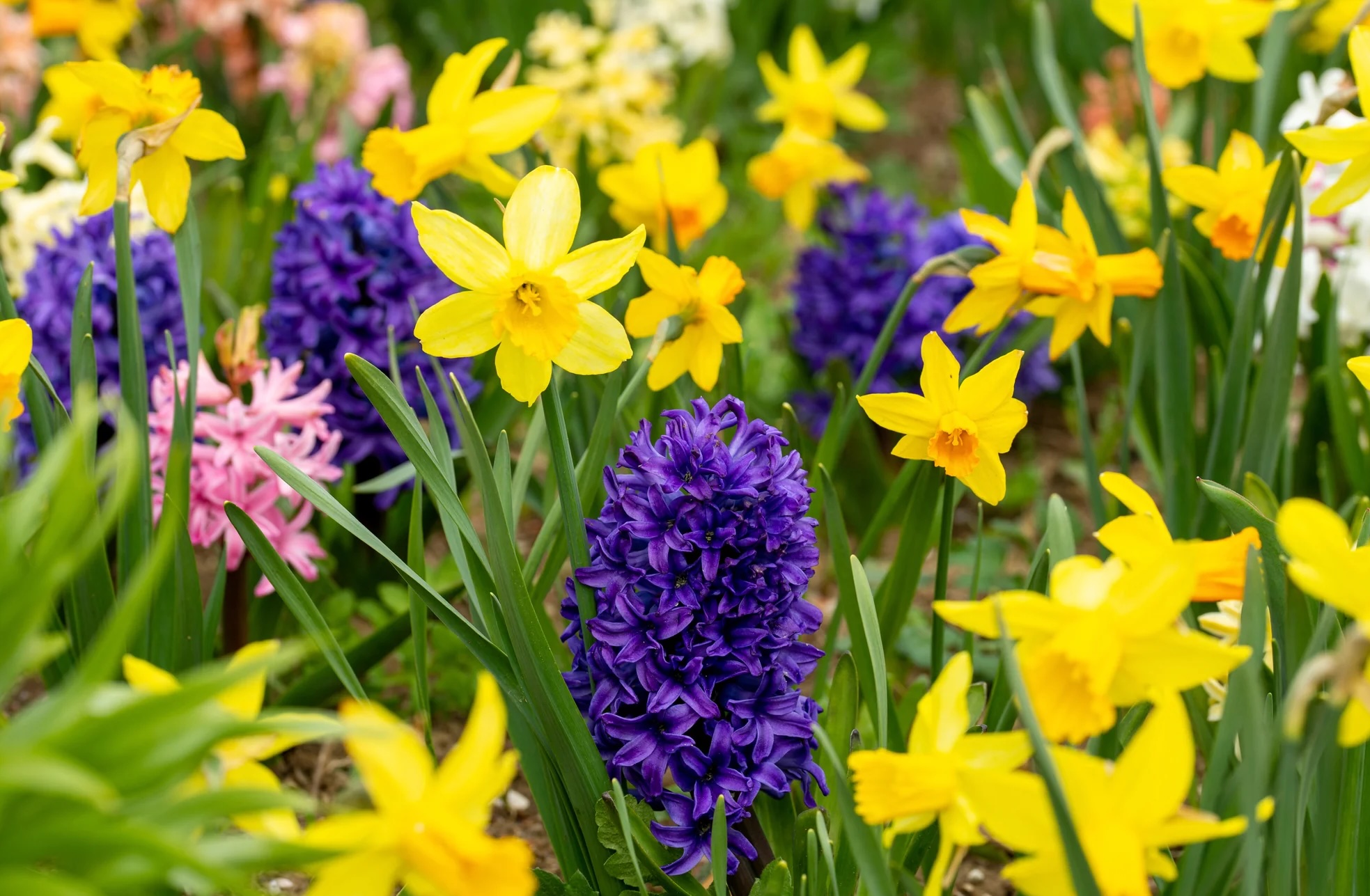 Vårdugnad lørdag 25. april kl 11