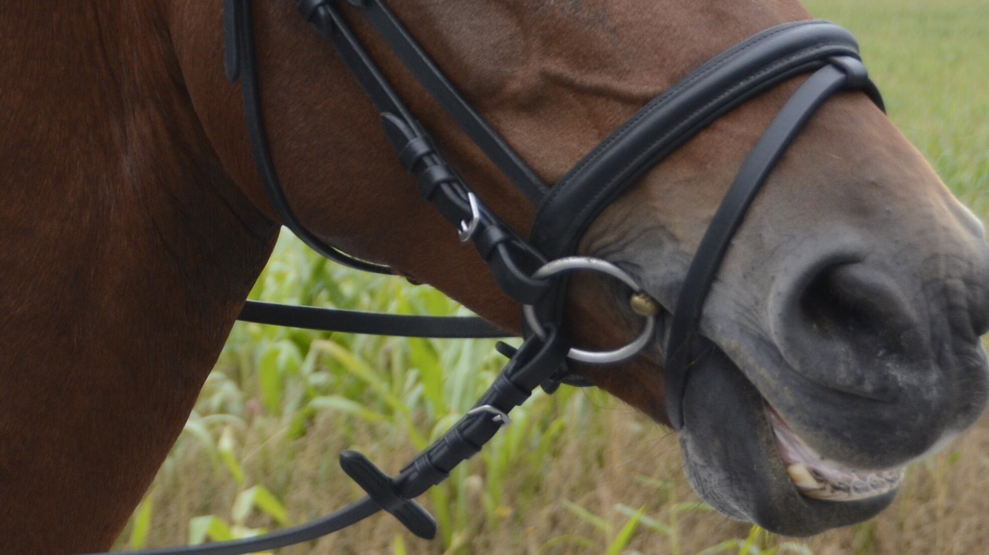 Medlemsmøte med faglig påfyll torsdag 13. november