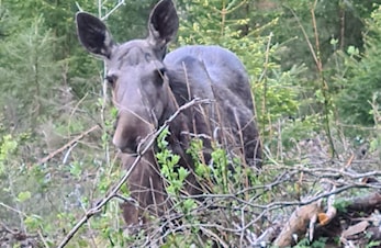 Jaktsesongen er i gang