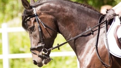 Klubbmesterskap i dressur og sprang