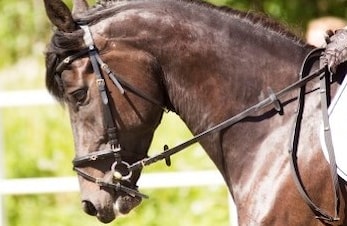 Klubbmesterskap i dressur og sprang