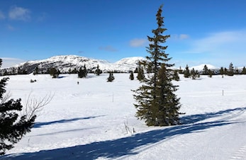 Skardåstrimmen 2019/20