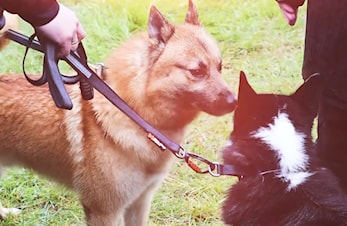 Snåsa Game Fair 2024