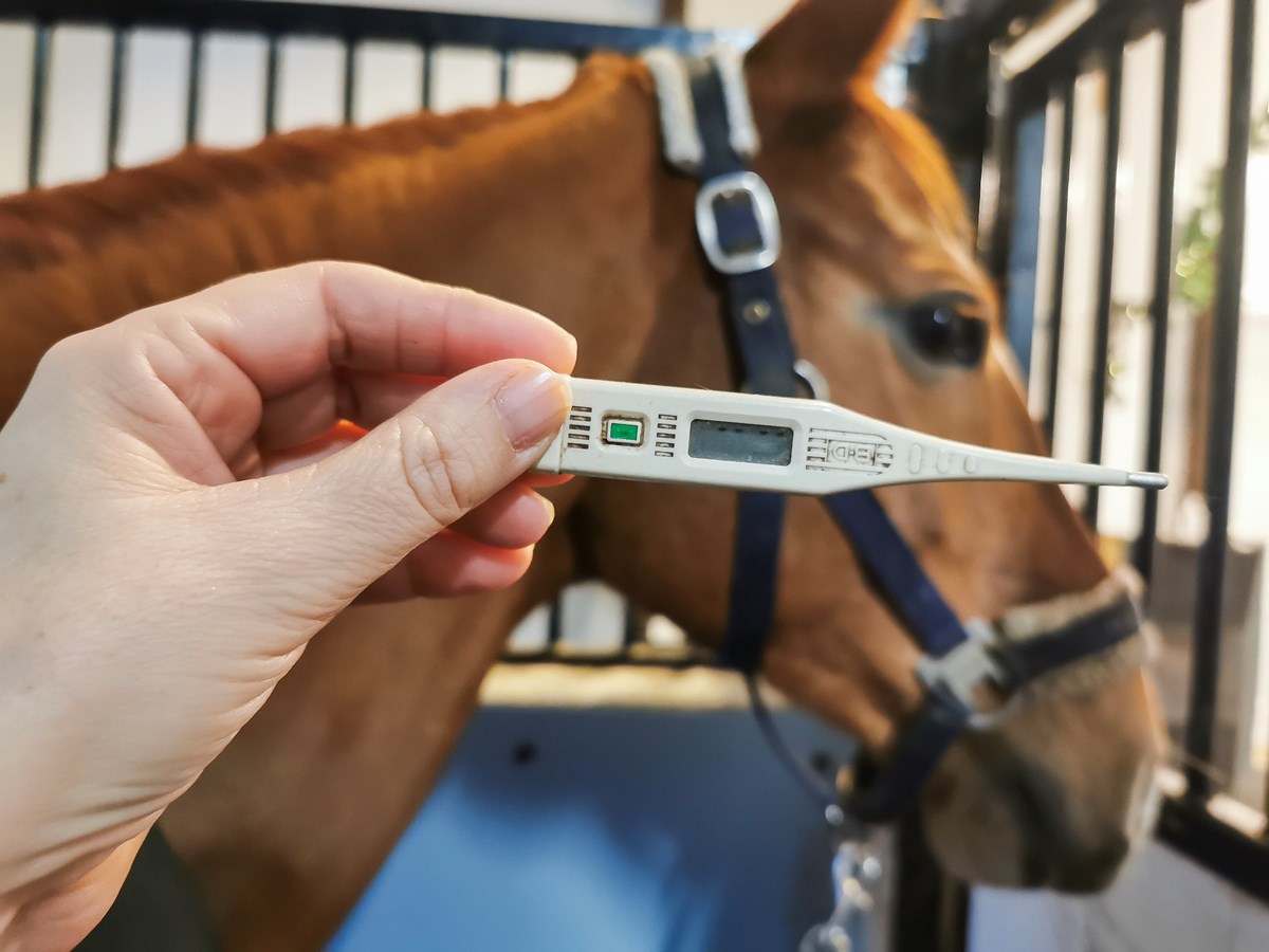 Informasjon om ekvint herpesvirus (EHV)