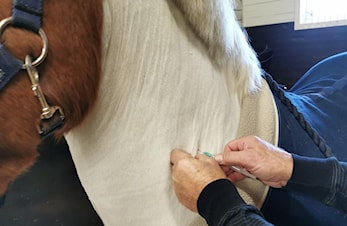 For FEI-registrerte hester: Fra 3. februar skal influensavaksinasjoner registreres i FEI HorseApp