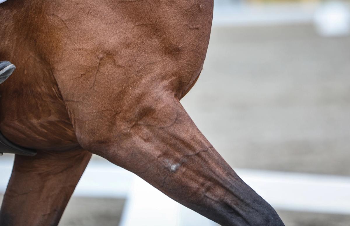 Lisenser og avgifter 2026