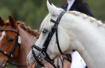 Lisenser og avgifter 2025