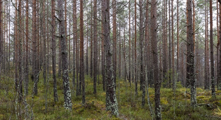 Image for Oppsal Orientering skal arrangere O-festivalen 23.-25.juni 2023!