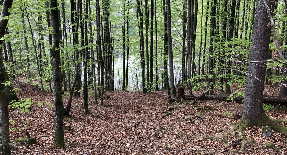 Image for Smakebiter fra langdistanseterrenget