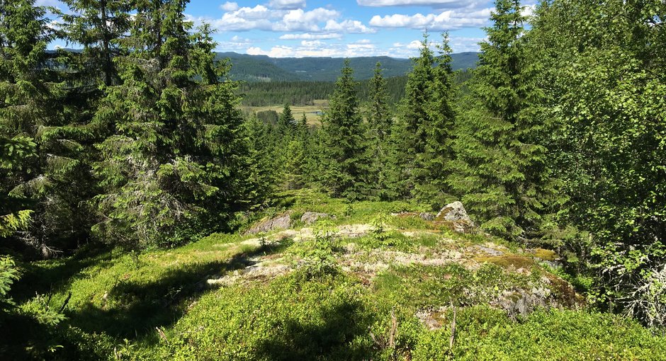 Image for Direkte o-lykke i Bærum - bare å møte opp!