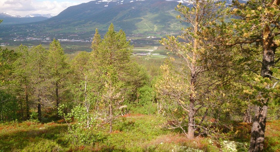 Image for Frist for etteranmelding er søndag 18/6!