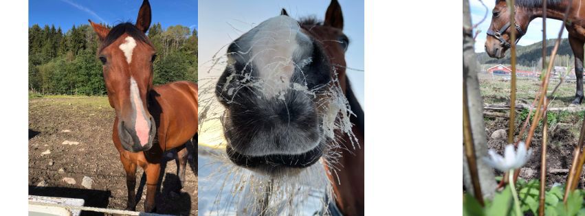 Spleis for godgutten Wasabi