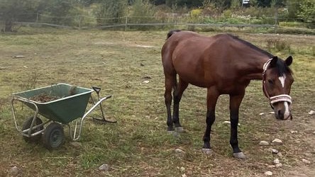 Lørdagsdugnad med stallkafé