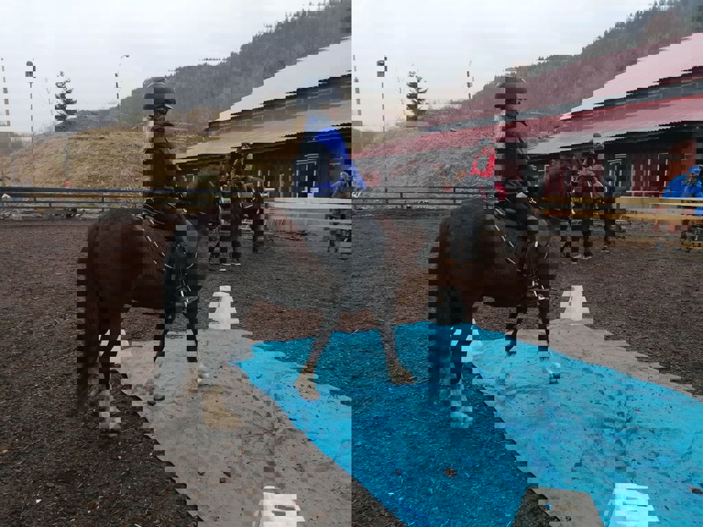 Påmelding til høstsemesteret i rideskolen