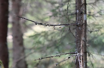 Første karuselløp 2019