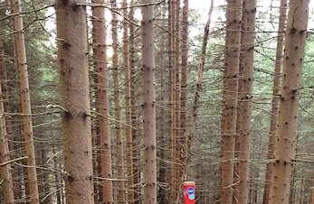 Flytting av stolper ifm stolpejakten