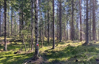 Ukas løype nr. 2 på Bergermoen