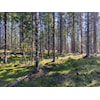 Ukas løype nr. 2 på Bergermoen