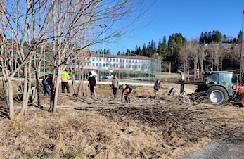 Skogrydding ved Kunstgrasbana