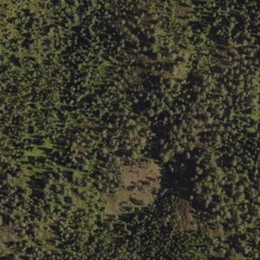 Aerial view of a forestAI-generated content may be incorrect.