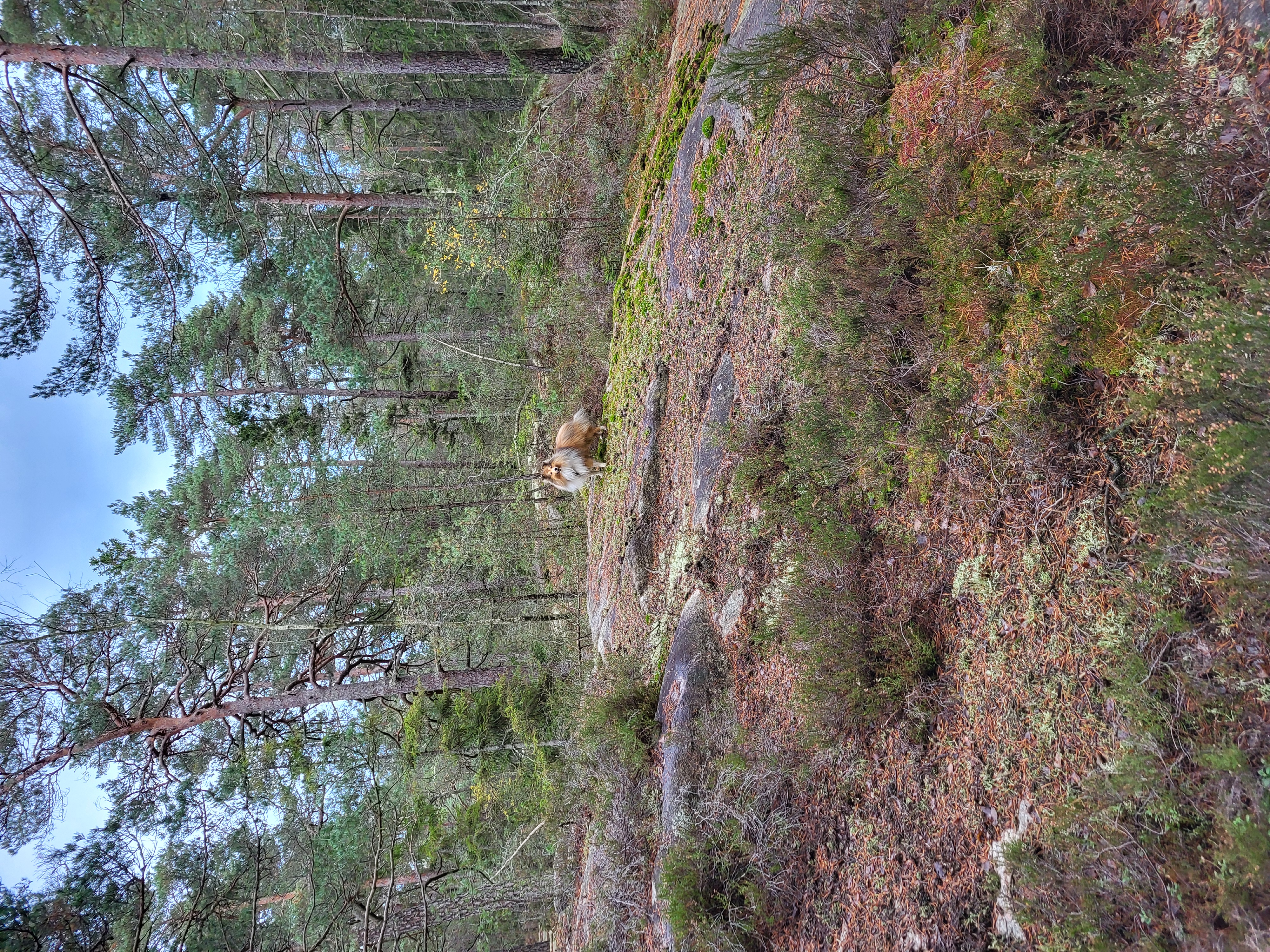 Treningsløp lørdag 22. november