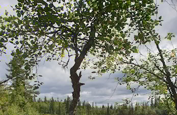 Årlig møte 24/2 kl 20 på Bråta