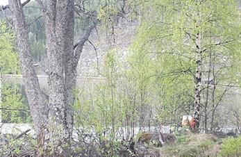 Orienteringsløyper ligger ute til søndag 19/5 kl.16. Kart i grillbua på Bråta - Ål Idr.park.