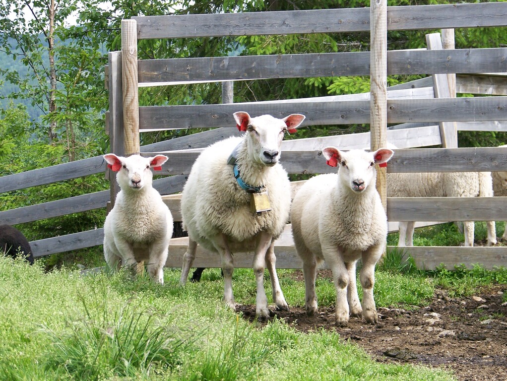 Gjerdedugnad 15. mai kl. 10.00