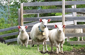 Gjerdedugnad 15. mai kl. 10.00