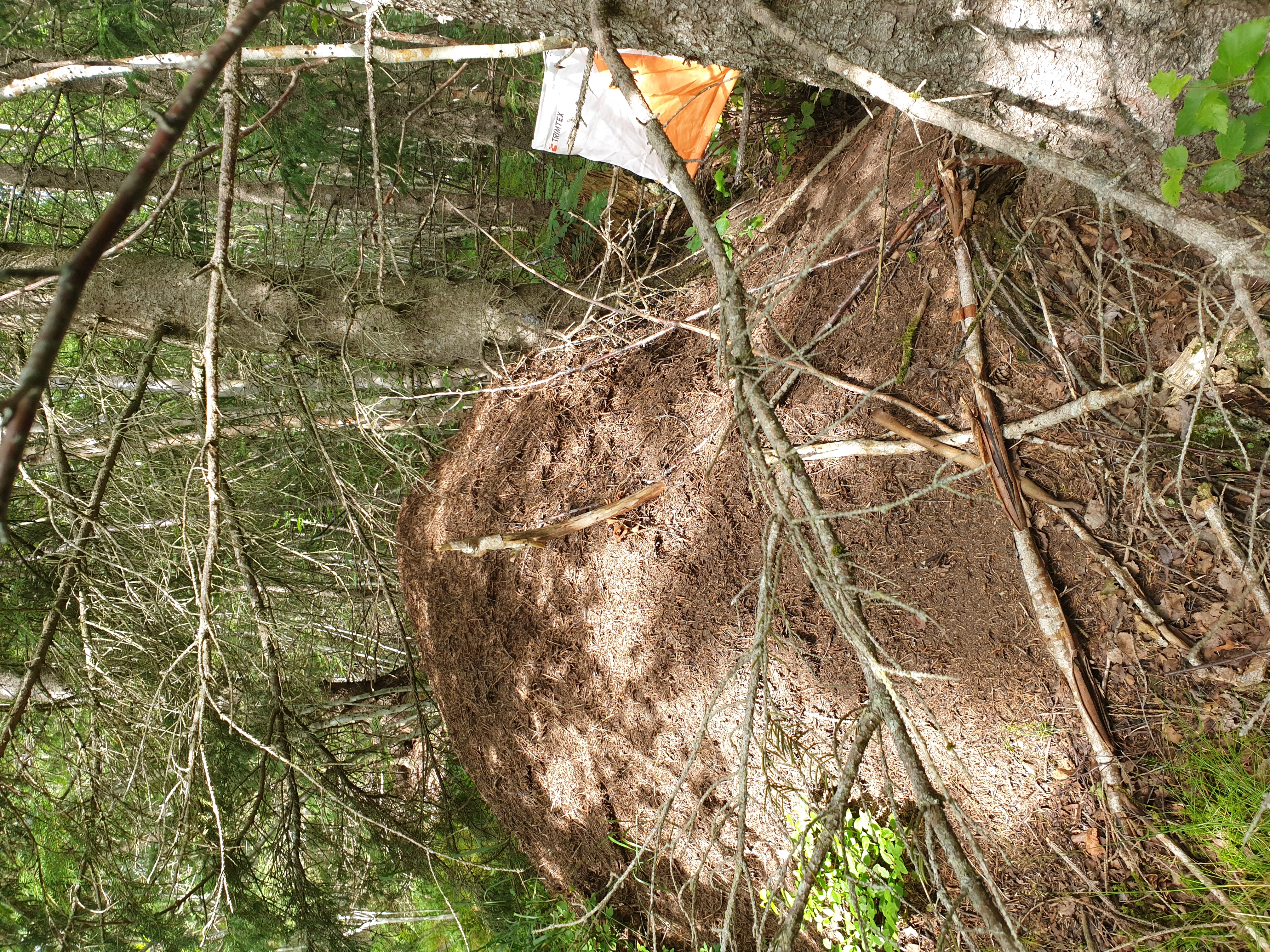 Treningsløp 4. august