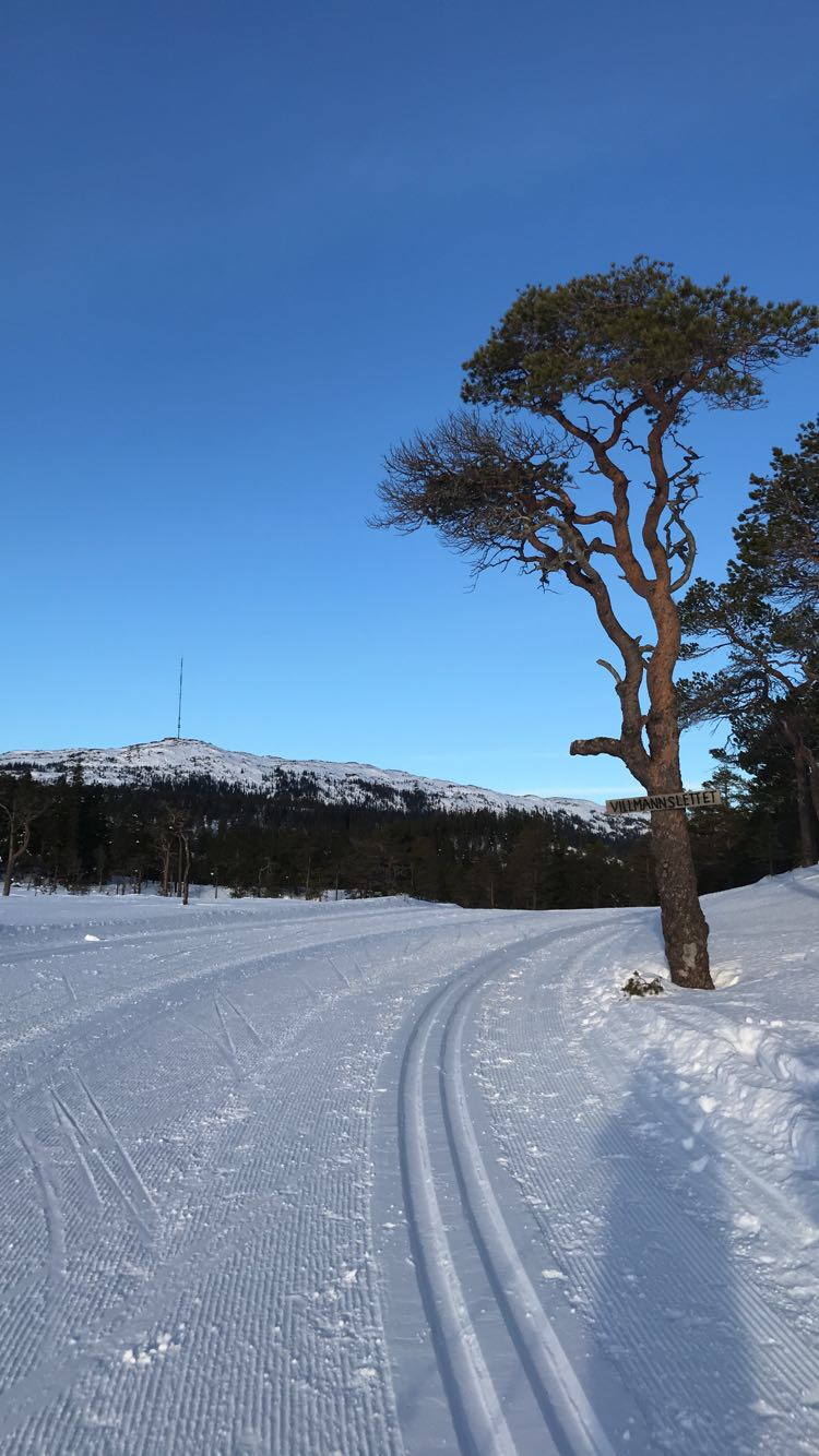 Månedens trimmer i januar og månedens trimpost i februar! Husk dagens løype 10/2 på Langmyra!
