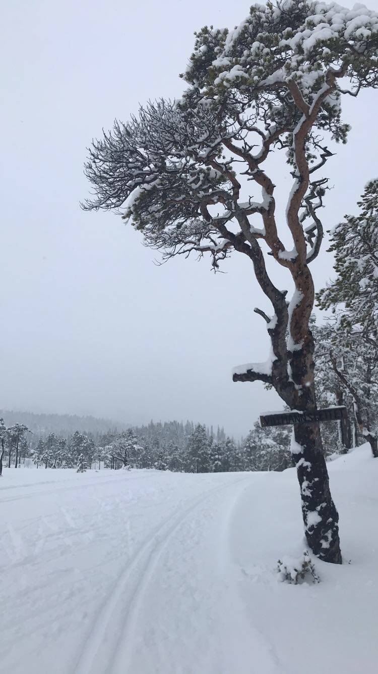 Månedens trimmer i februar og månedens trimpost i mars.