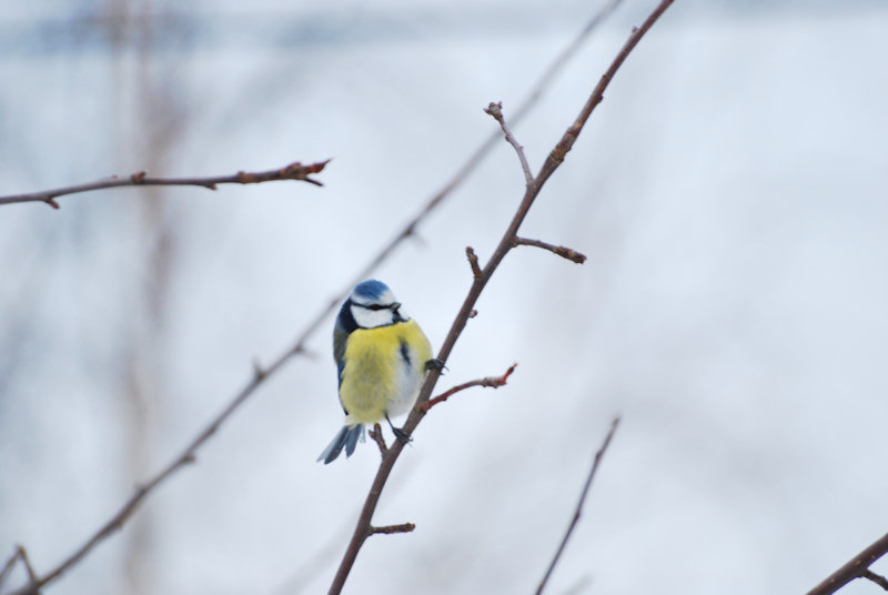 Månedens trimpost Januar og månedens trimpost Februar.