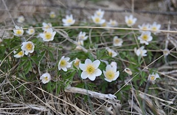 Månedens trimpost mai og månedens trimpost juni