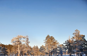 Månedens trimpost desember og januar